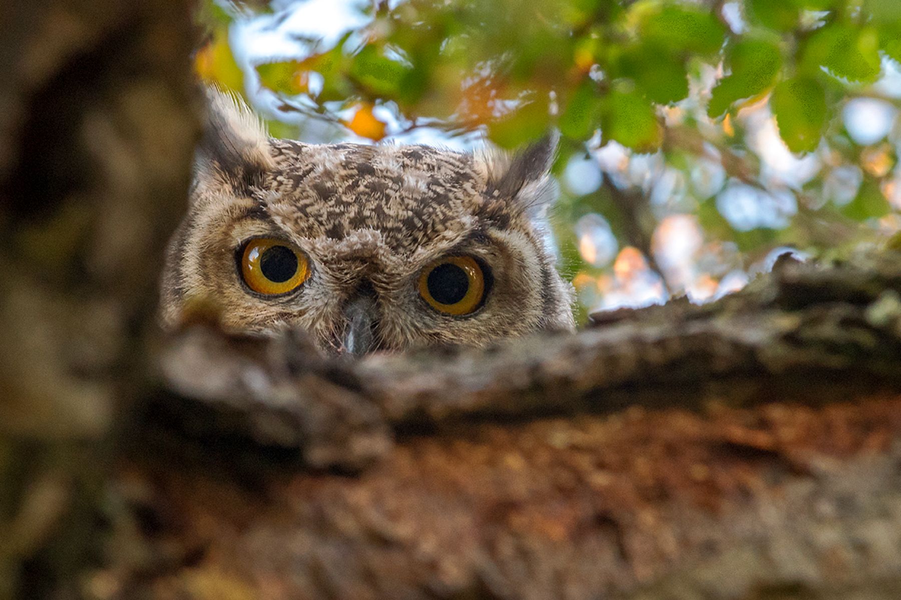 An owl seen in the trees near Estancia Cerro Guido in Patagonia Chile