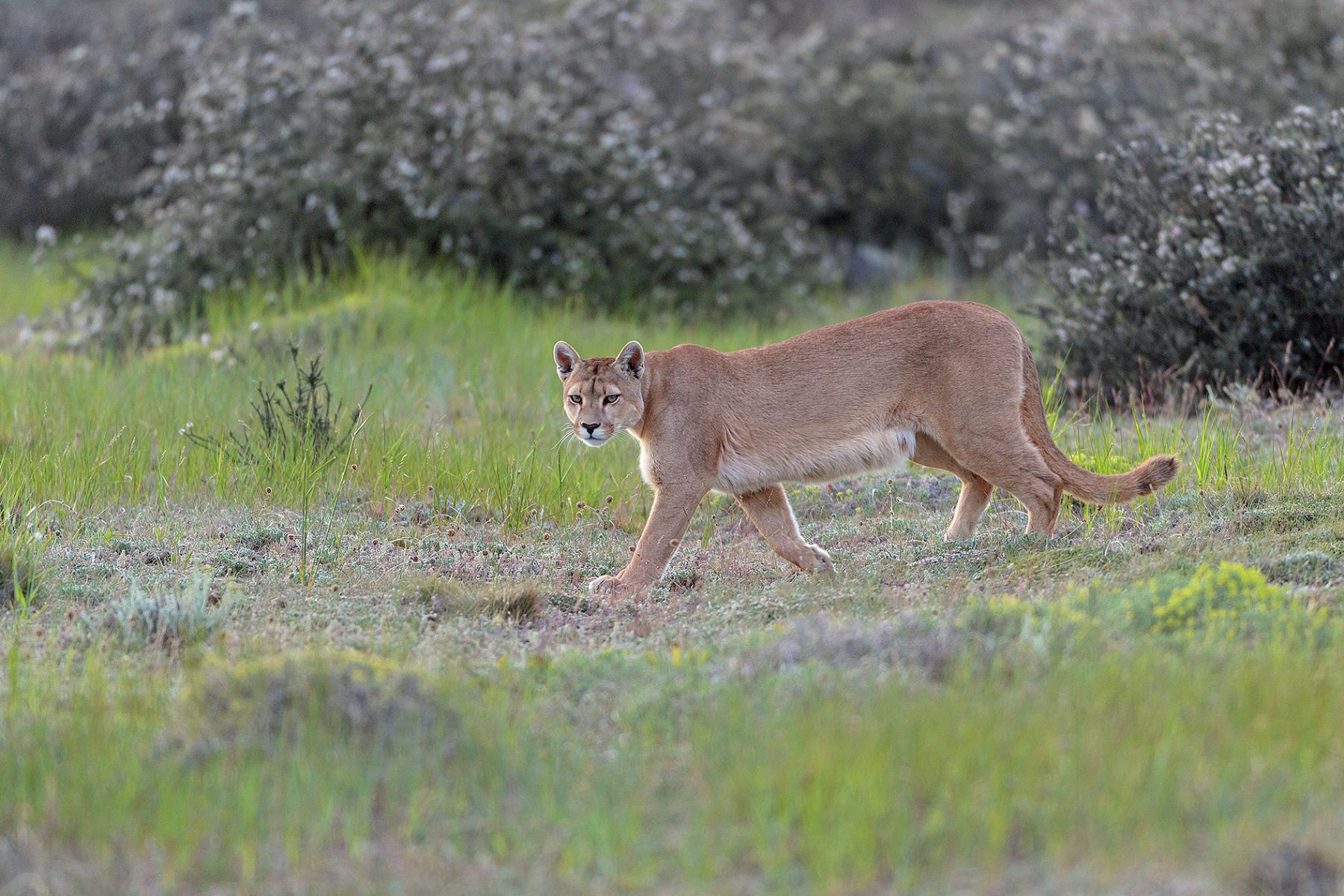 A puma seen on excursion from Estancia Cerro Guido in Patagonia Chile