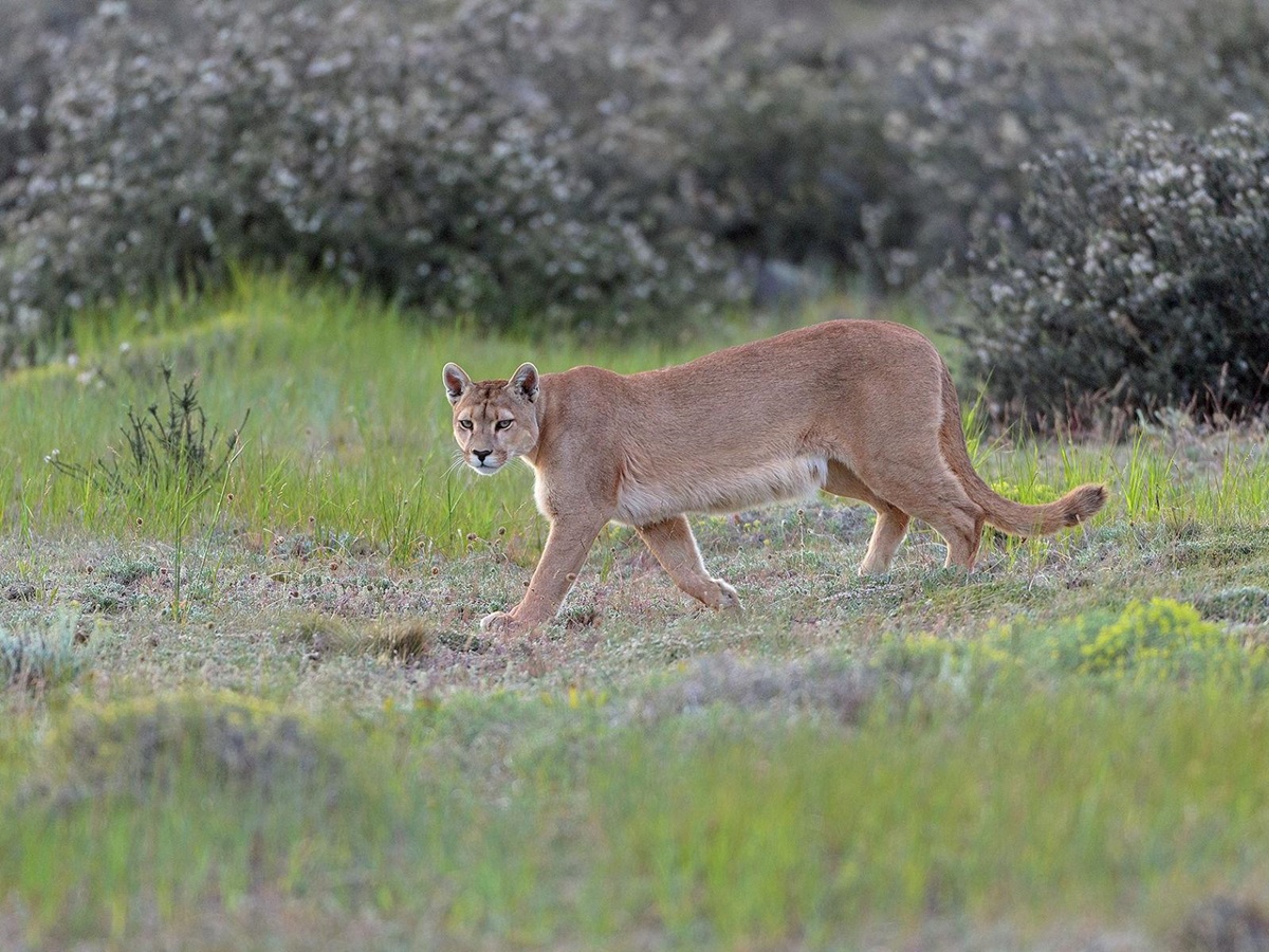 A puma seen on excursion from Estancia Cerro Guido in Patagonia Chile