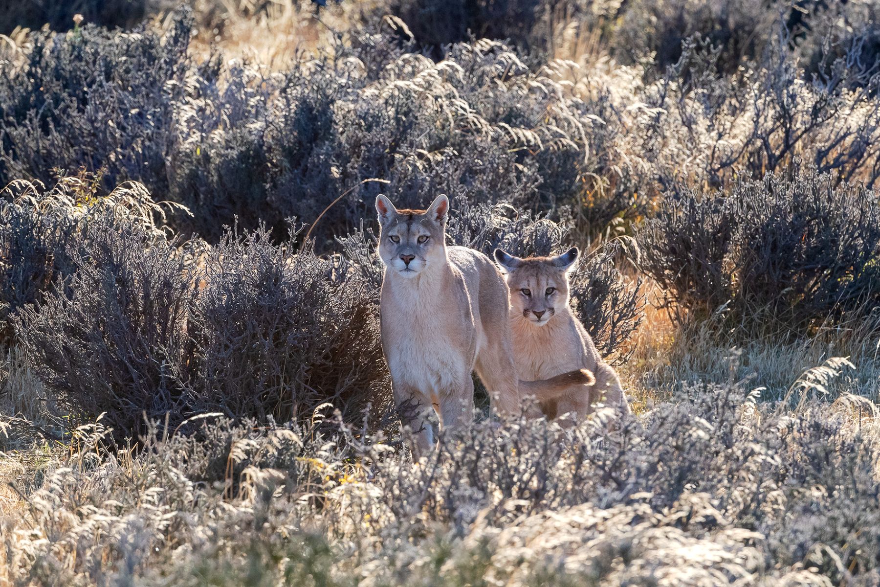 Pair of pumas seen on excursion from Estancia Cerro Guido in Patagonia Chile