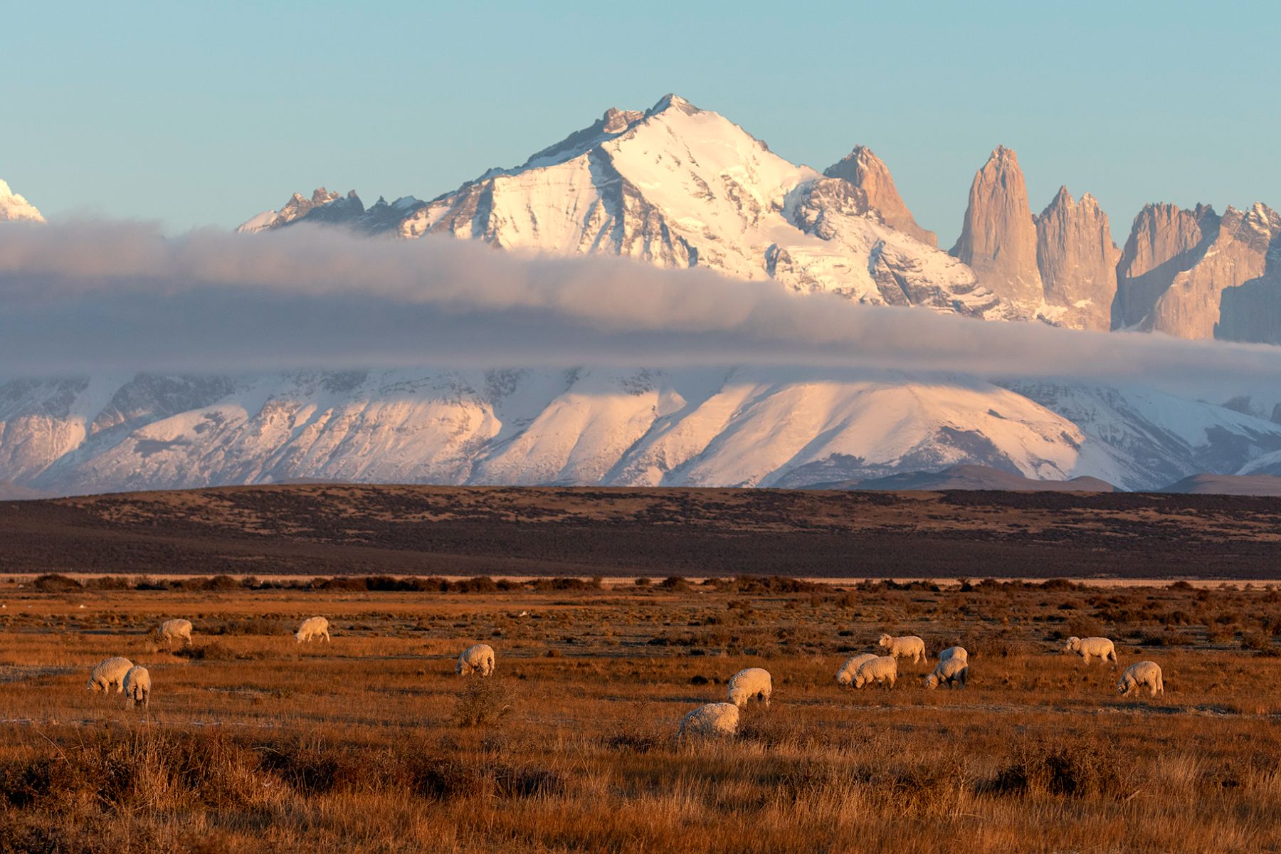 Sheep grazing near Estancia Cerro Guido Patagonia with Torres del Paine backdrop
