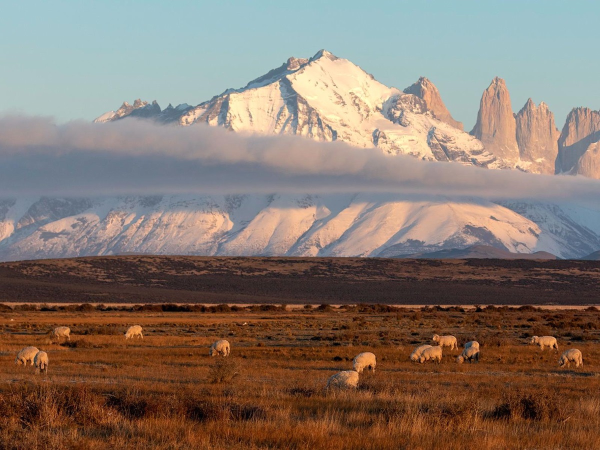 Sheep grazing near Estancia Cerro Guido Patagonia with Torres del Paine backdrop