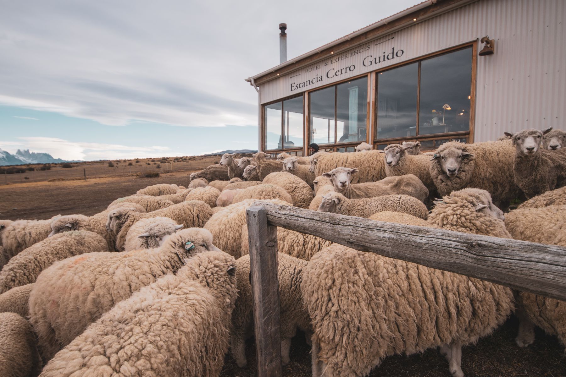 Sheep herding at Estancia Cerro Guido in Patagonia Chile