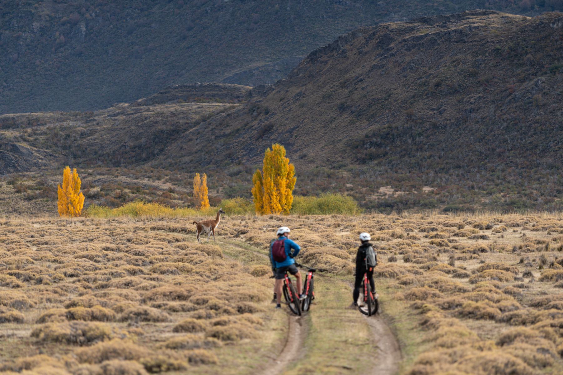 Guests of Explora Patagonia National Park lodge cycling near a guanaco