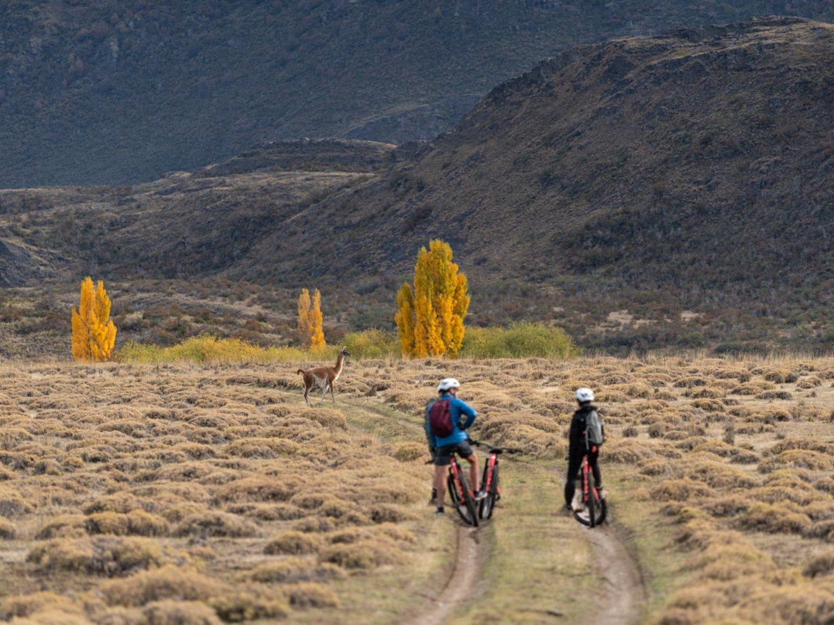 Guests of Explora Patagonia National Park lodge cycling near a guanaco