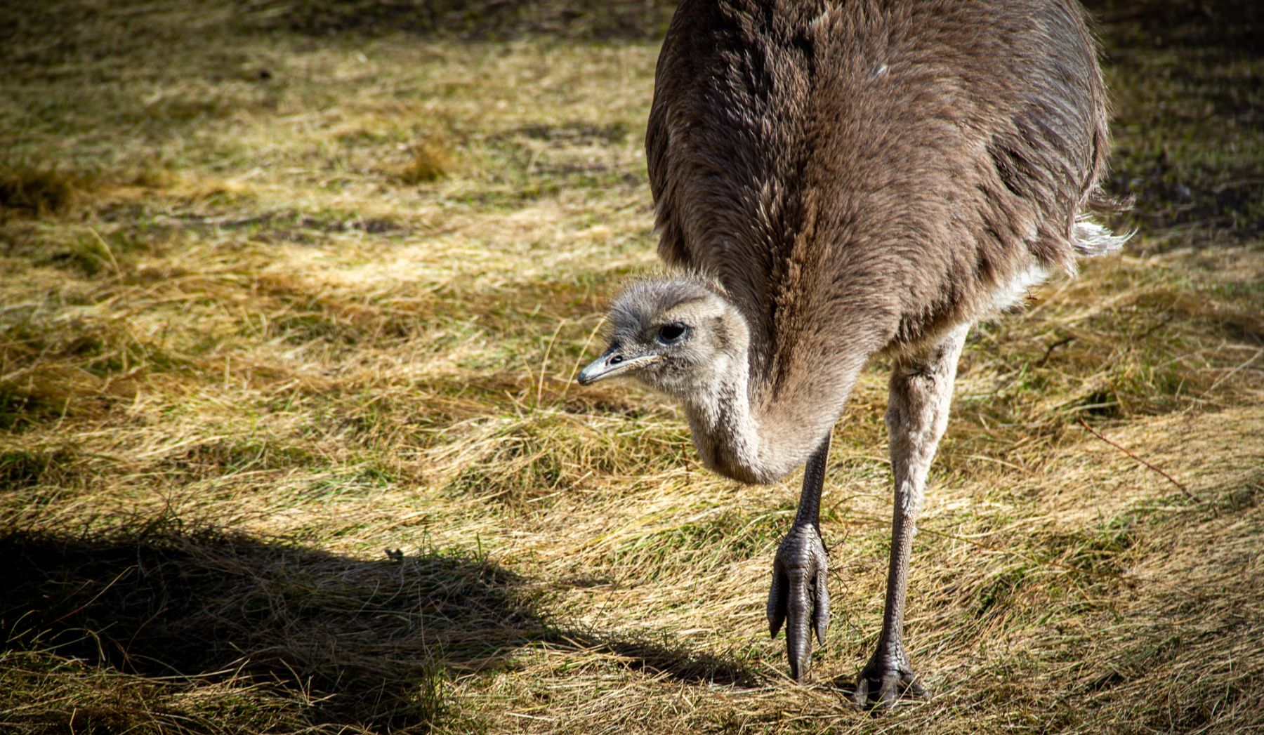Nandu bird seen on excursion from Explora Patagonia National Park lodge in Chile