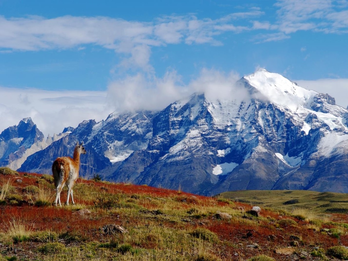 Wildlife at Explora Patagonia in Chile