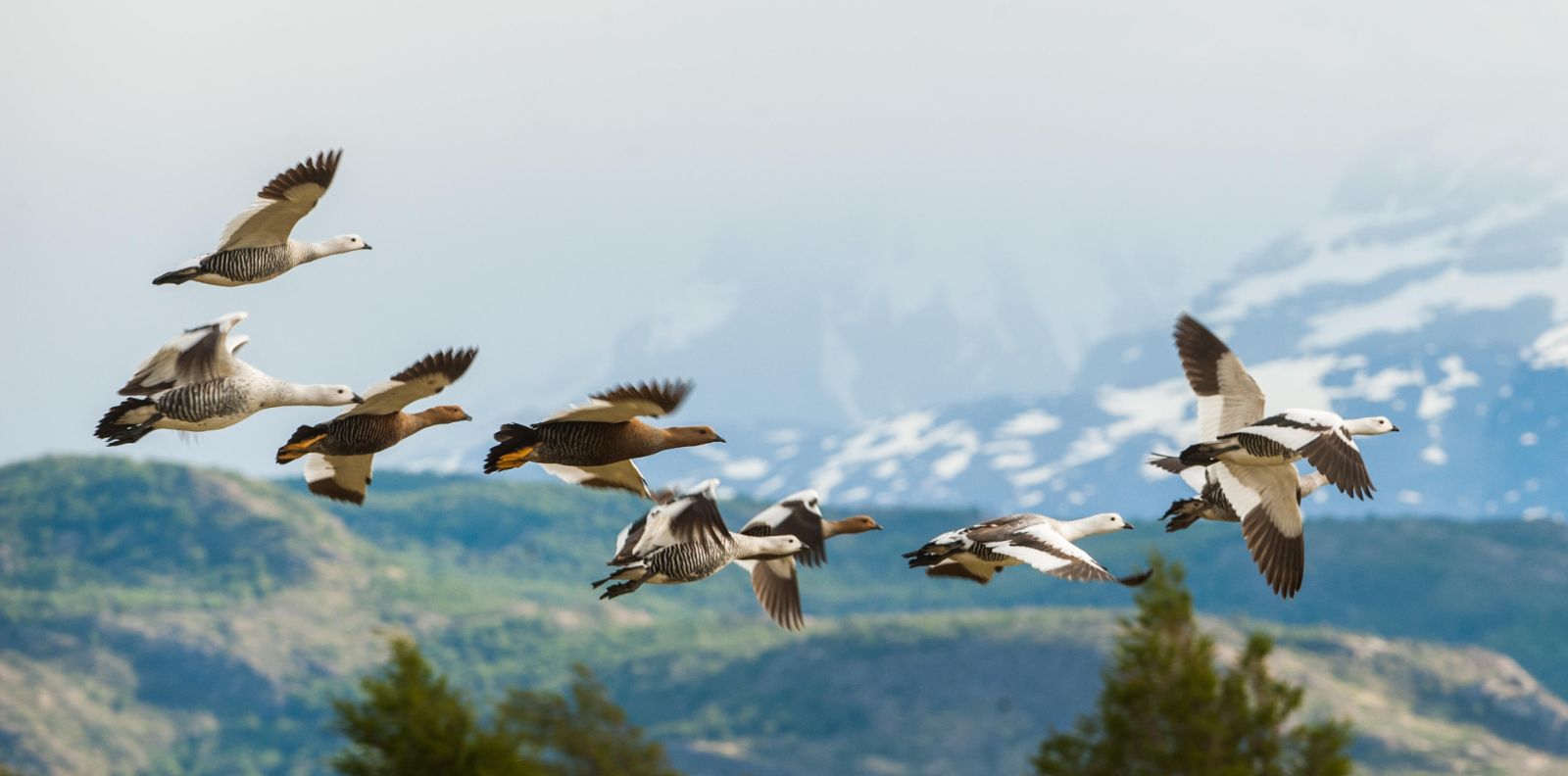 Birdlife spotted on the grounds of Explora Torres del Paine in the National Park of Chile