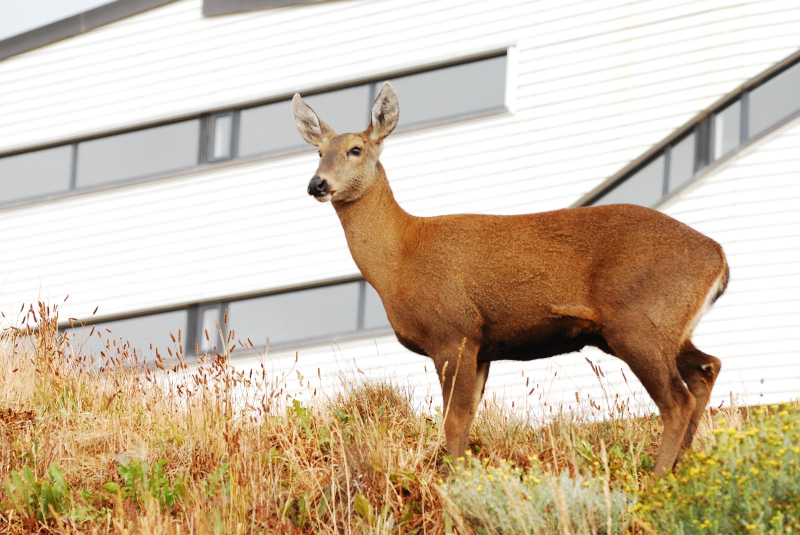 Huemul deer spotted on the grounds of Explora Torres del Paine in the National Park of Chile