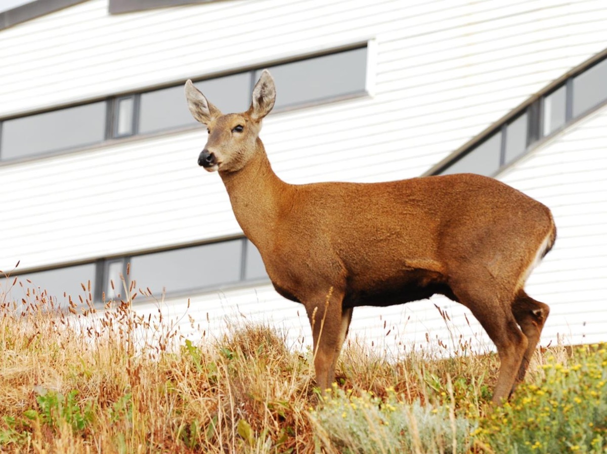 Huemul deer spotted on the grounds of Explora Torres del Paine in the National Park of Chile
