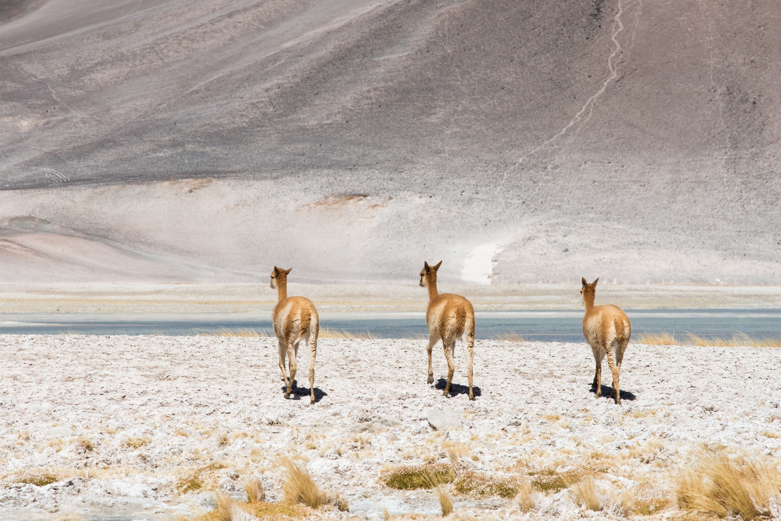Three alpacas walking in the Atacama desert