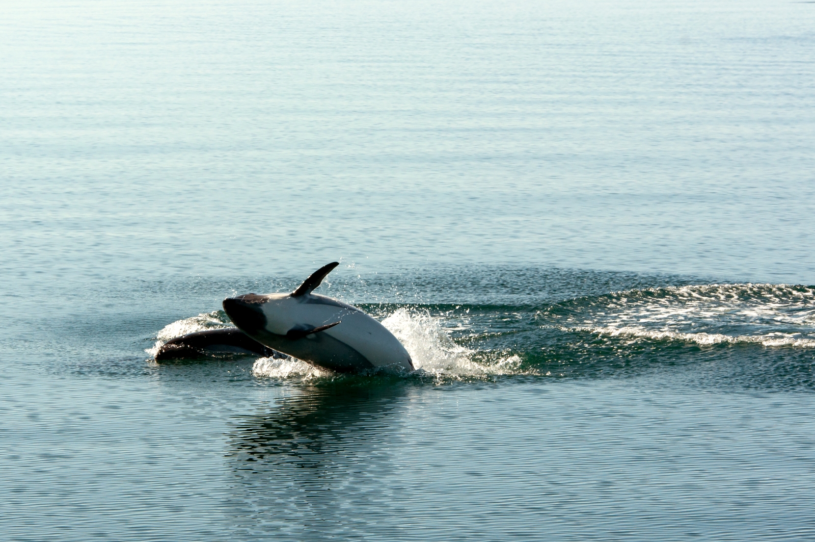 Two whales in the water