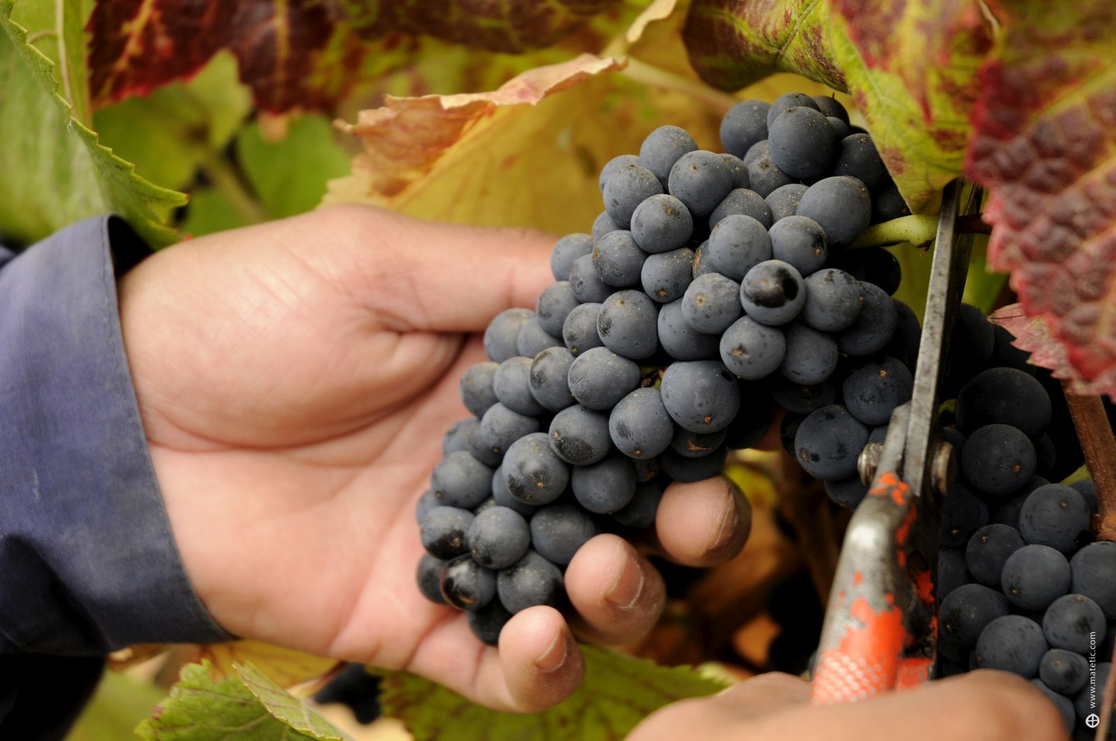 Collecting the grape harvest at Matetic Vineyards in the Rosario Valley Chile