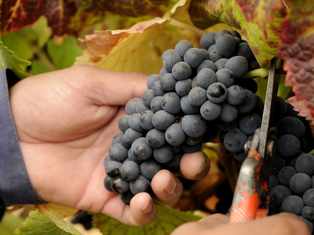 Collecting the grape harvest at Matetic Vineyards in the Rosario Valley Chile