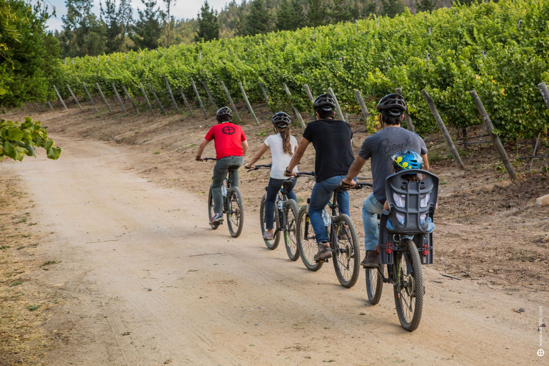 Guests cycling through the vineyards at the Matetic winery in Chile