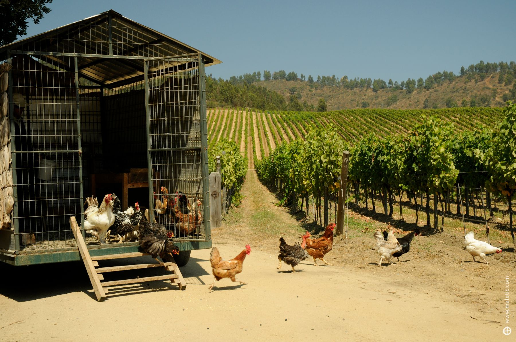 Chickens in the Matetic biodynamic vineyards in Chile