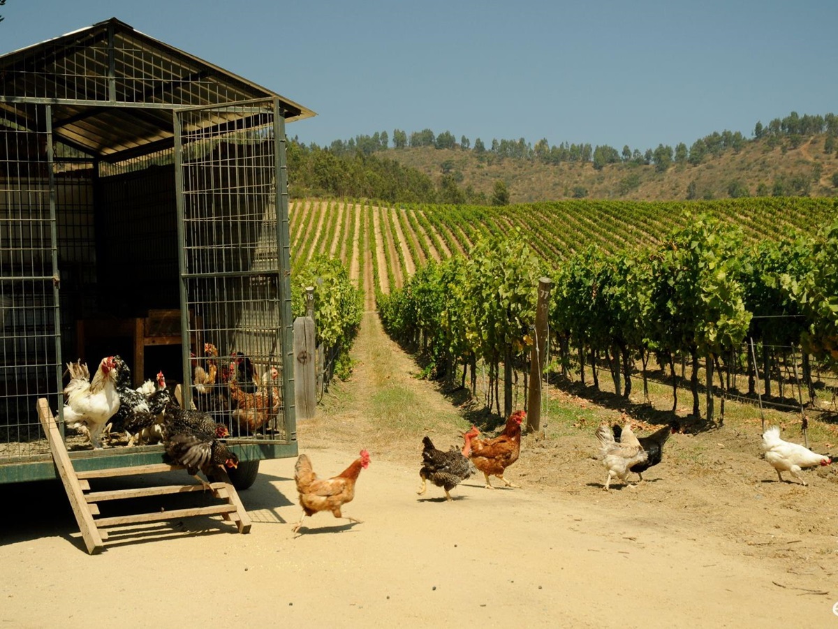 Chickens in the Matetic biodynamic vineyards in Chile