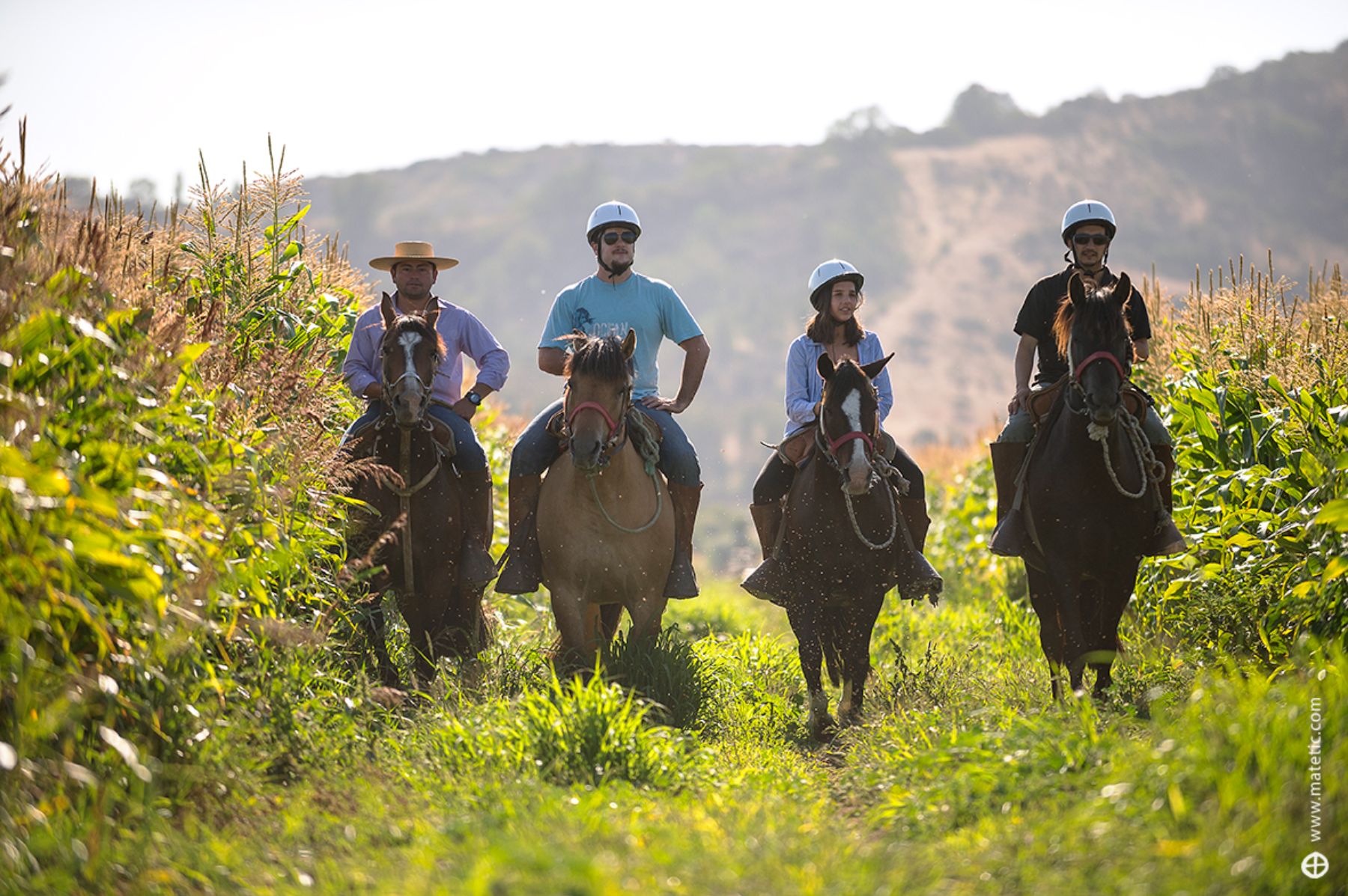 Horse riding through the vineyards at the Matetic wine estate in Chile