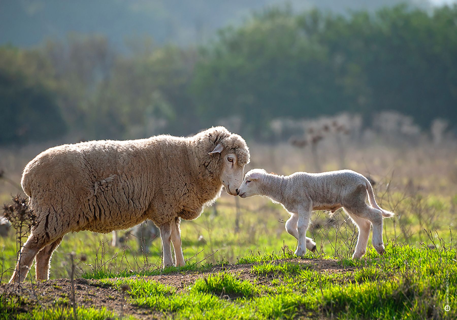 Sheep and lamb on the biodynamic wine estate at Matetic vineyards in Chile