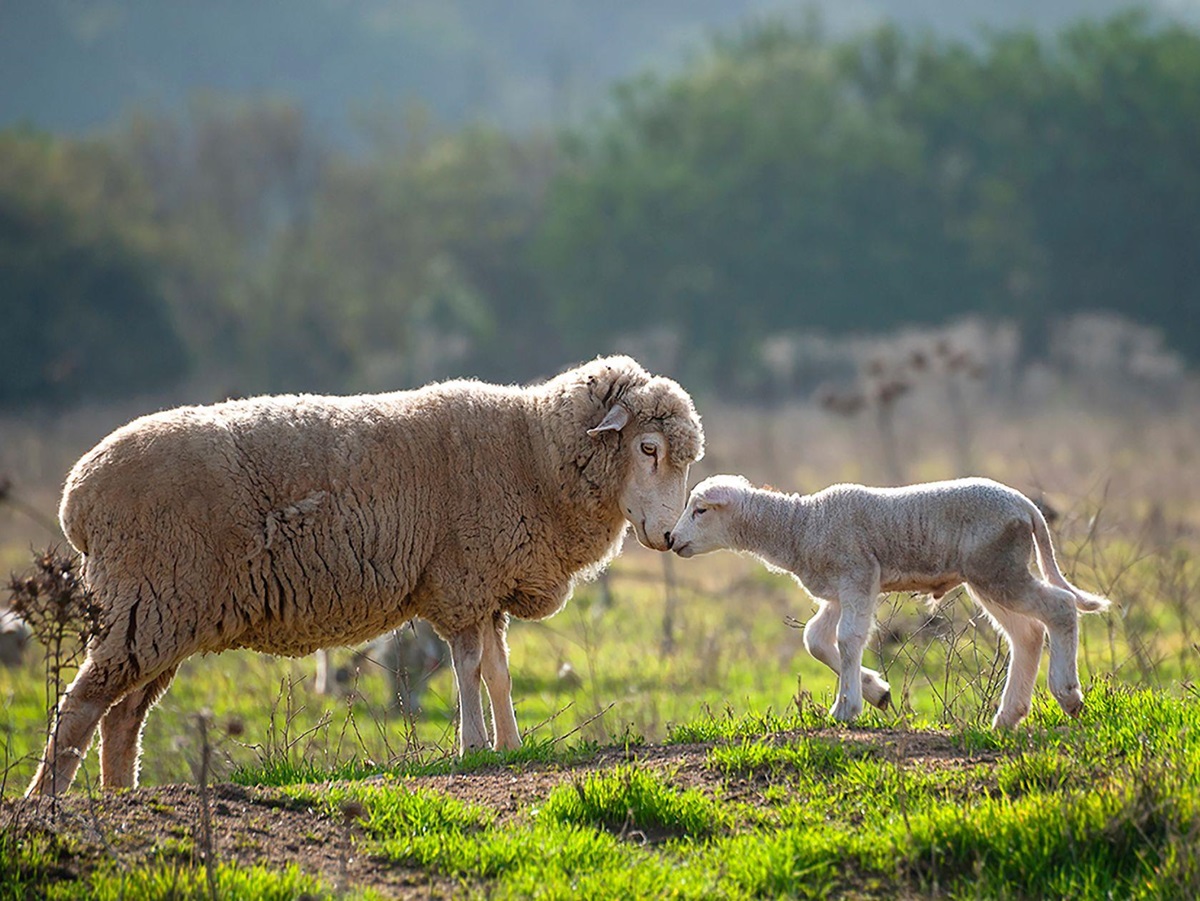 Sheep and lamb on the biodynamic wine estate at Matetic vineyards in Chile