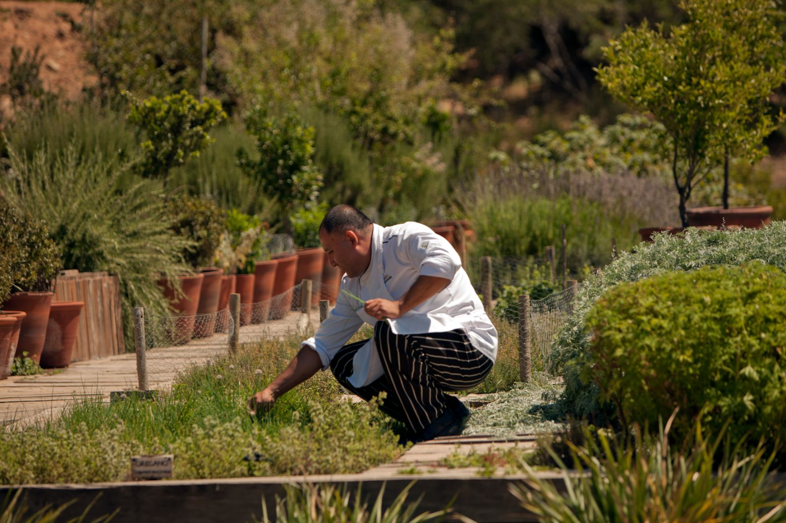 Chef in the herb garden at Lapostolle Residence, Chile
