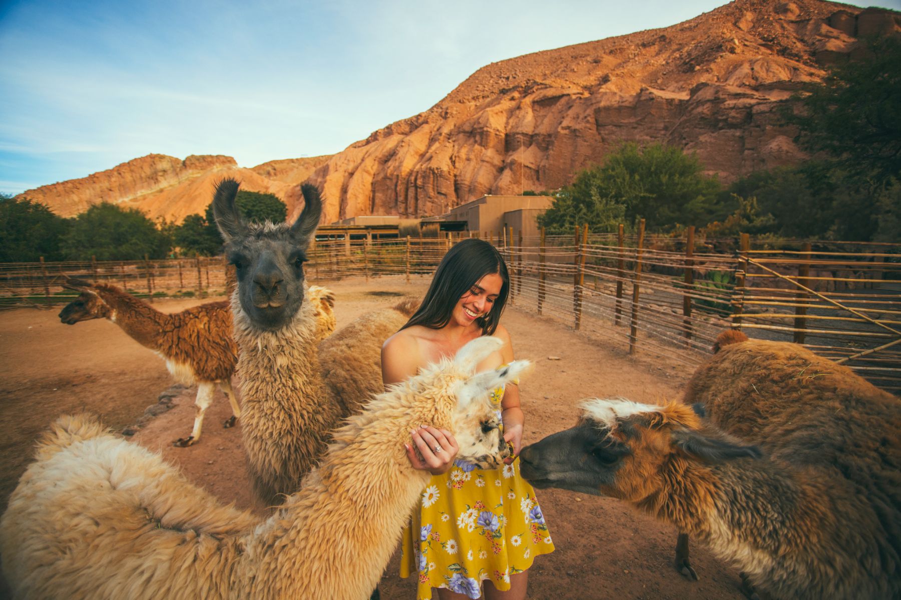Guest visiting the llamas at Nayara Alto Atacama lodge in Chile