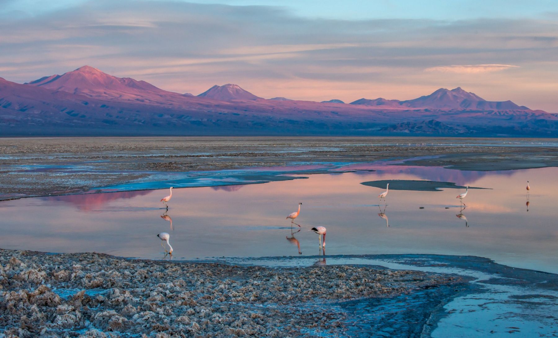 Salt lagoon and flamingos excursion from Nayara Alto Atacama lodge in Chile