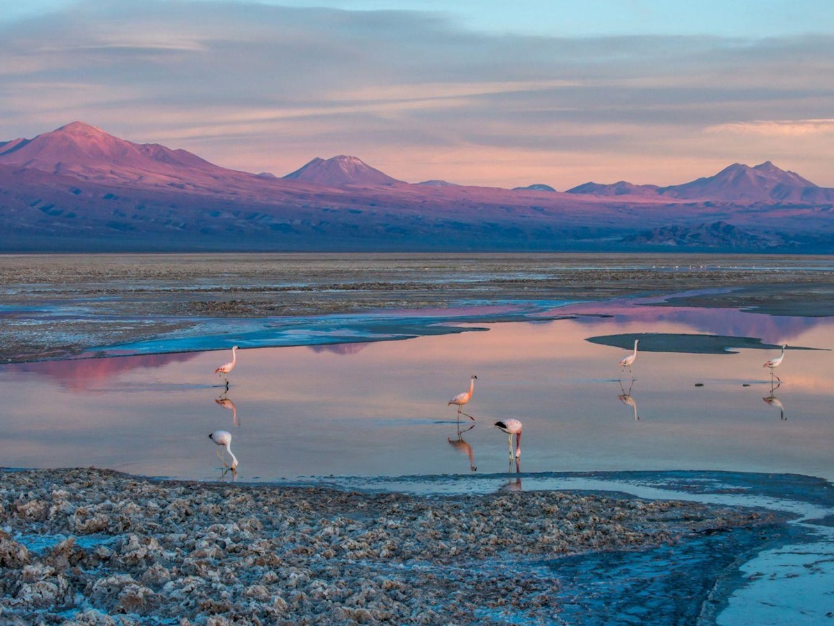 Salt lagoon and flamingos excursion from Nayara Alto Atacama lodge in Chile