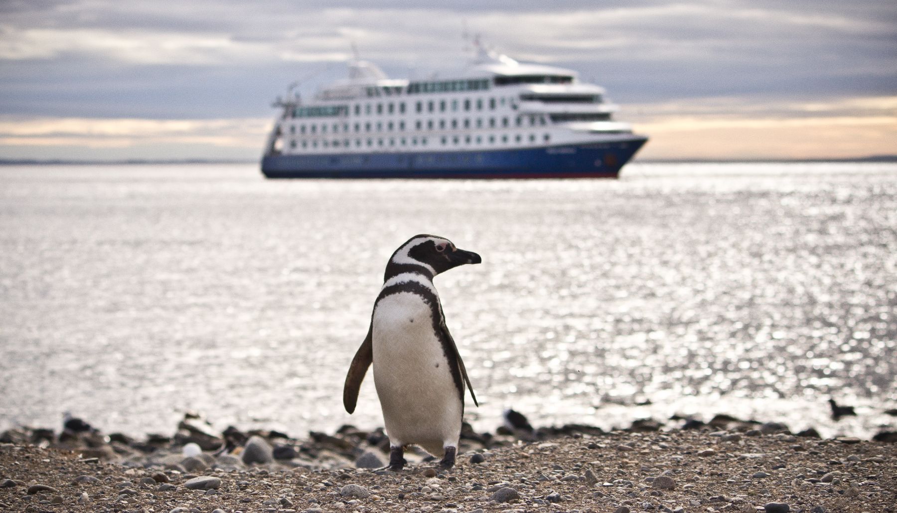 A magellanic penguin in Patagonia with the Stella Australis in the distance