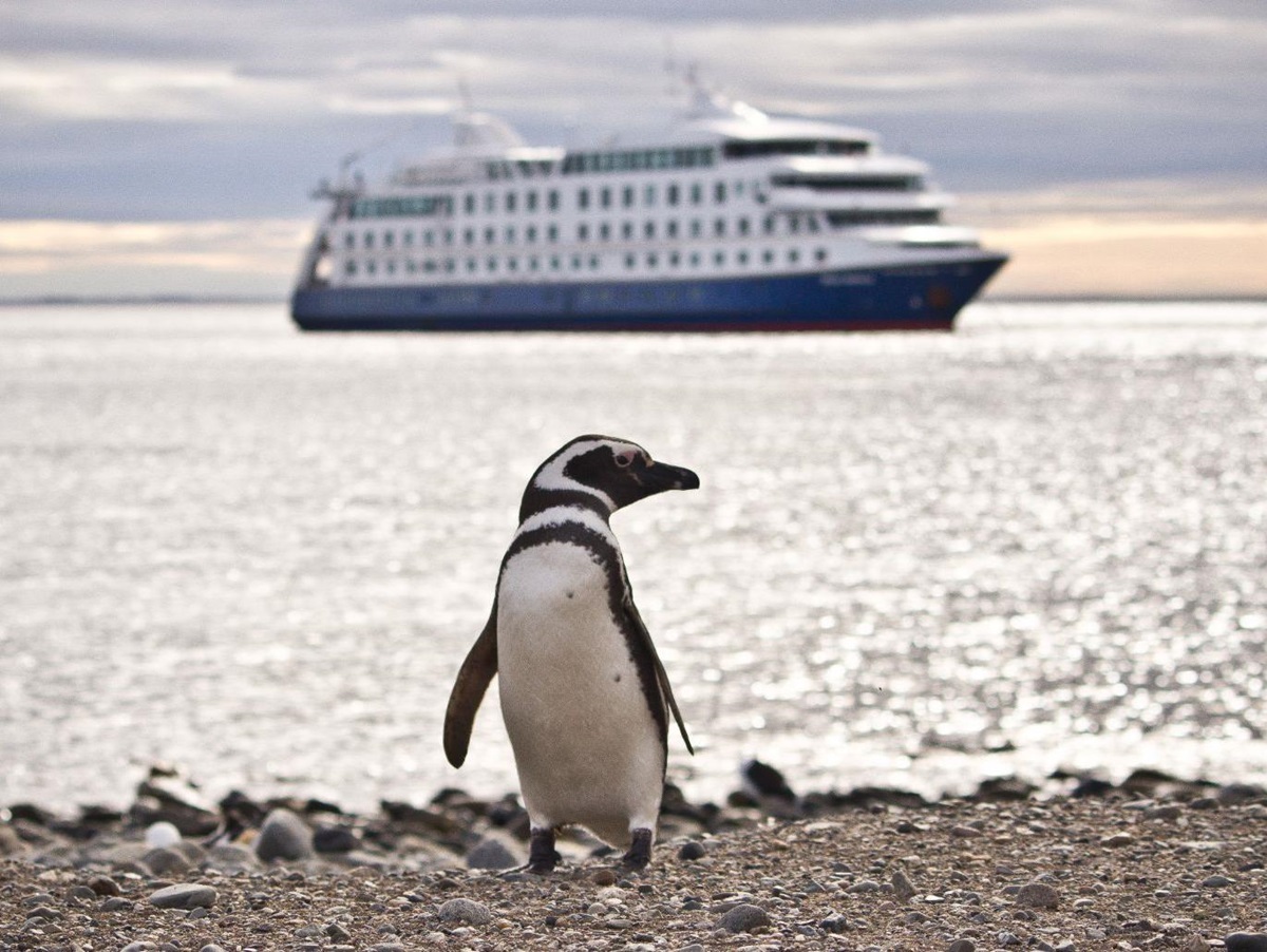 A magellanic penguin in Patagonia with the Stella Australis in the distance