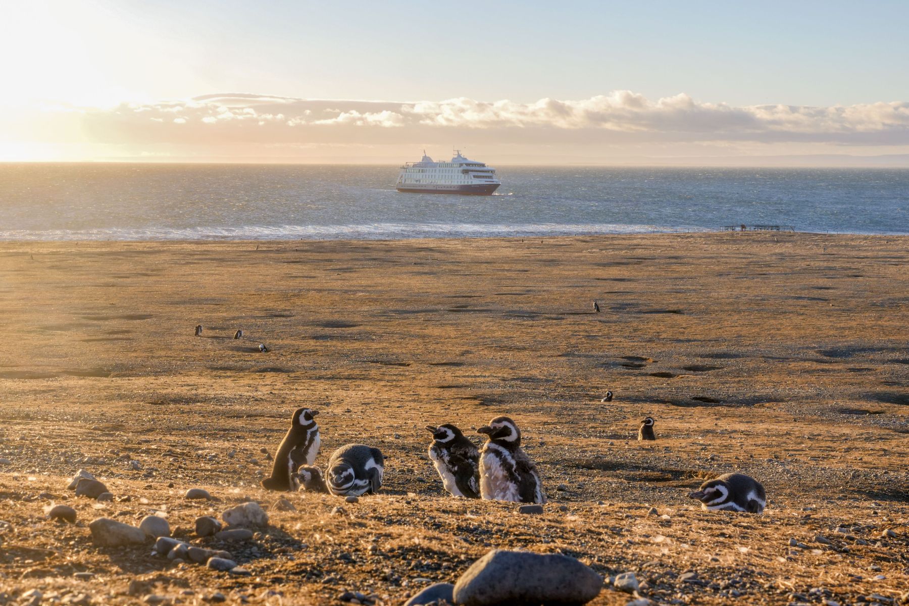 Magellanic penguins on Magdelena Island and the Stella Australis Patagonia