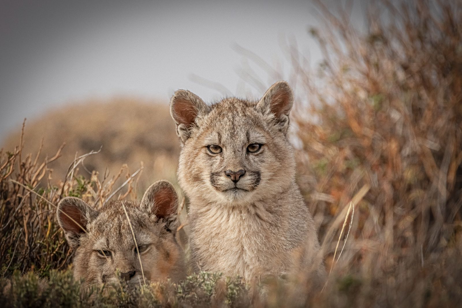 Puma kittens spotted on the grounds of The Singular Patagonia hotel in Chile