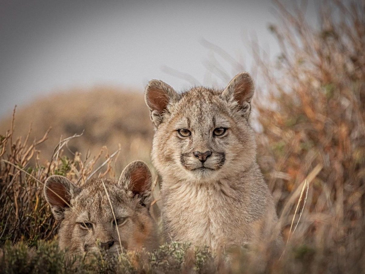 Puma kittens spotted on the grounds of The Singular Patagonia hotel in Chile