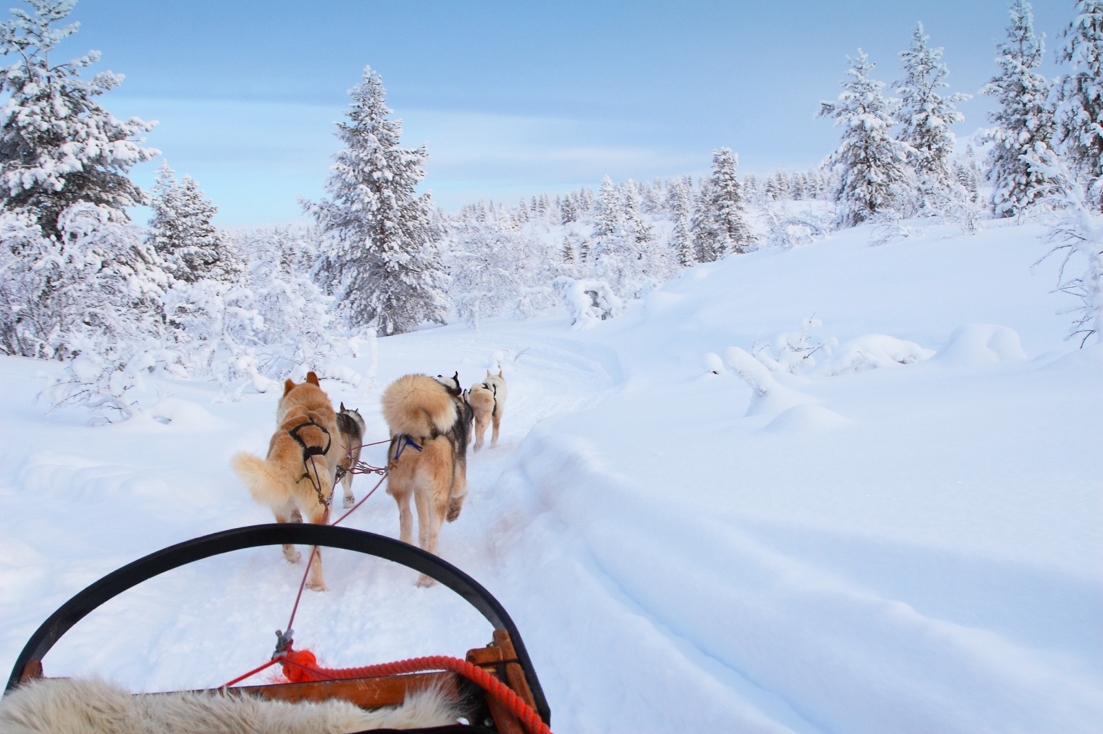 Dogs pulling a sled through wintery landscape