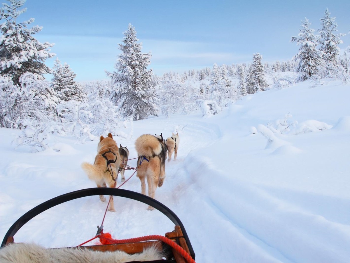 Dogs pulling a sled through wintery landscape