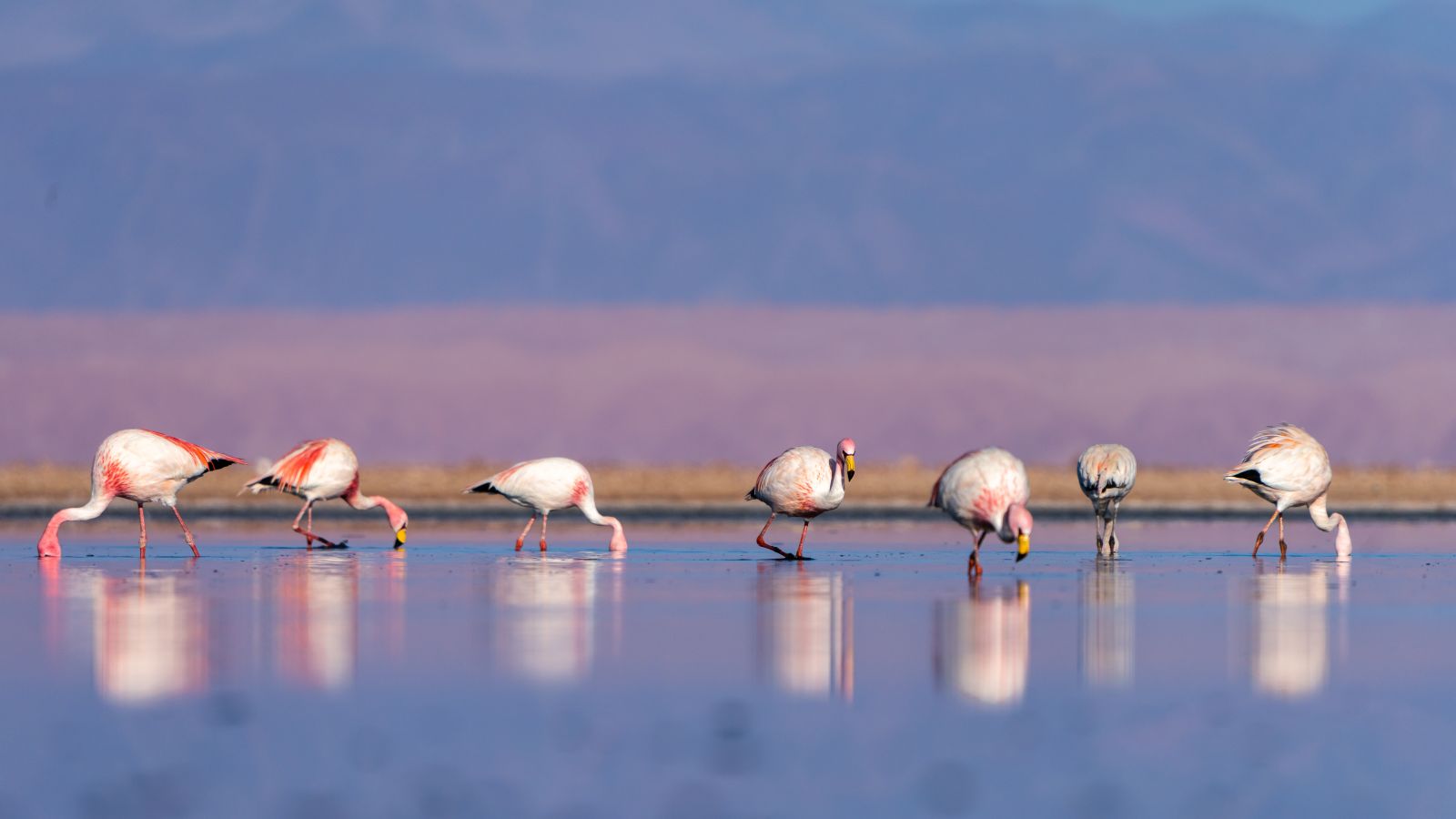 A row of flamingos reflected in a lagoon in the Atacama Desert in Chile