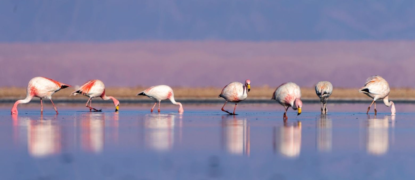 A row of flamingos reflected in a lagoon in the Atacama Desert in Chile