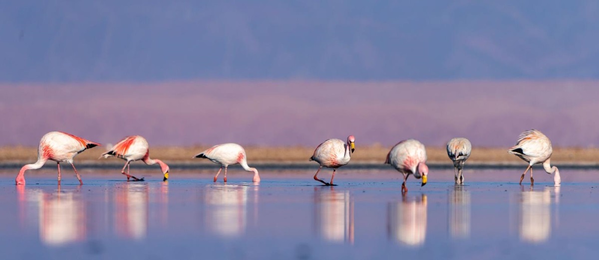 A row of flamingos reflected in a lagoon in the Atacama Desert in Chile