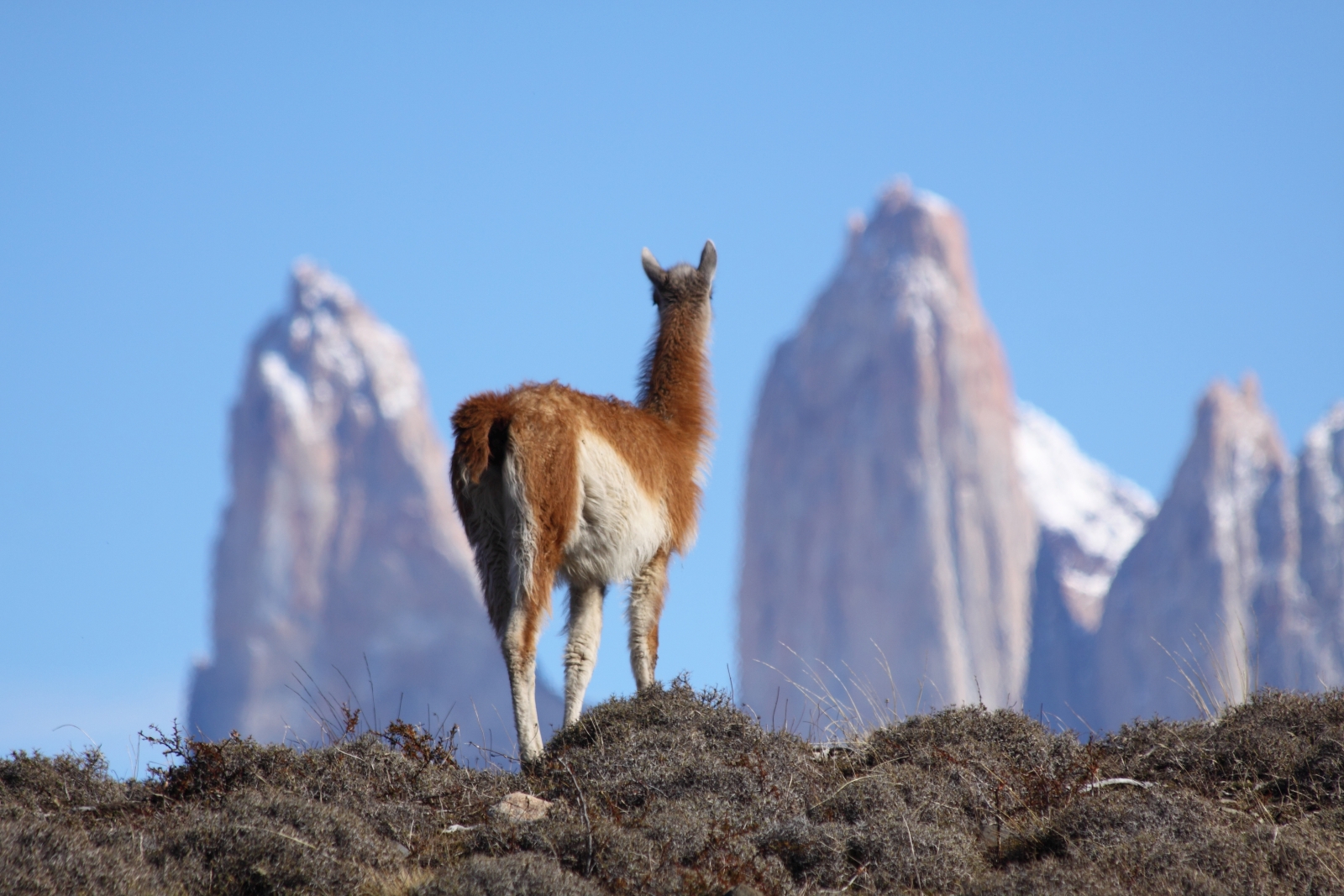 Alpaca overlooking Torres Del Paine