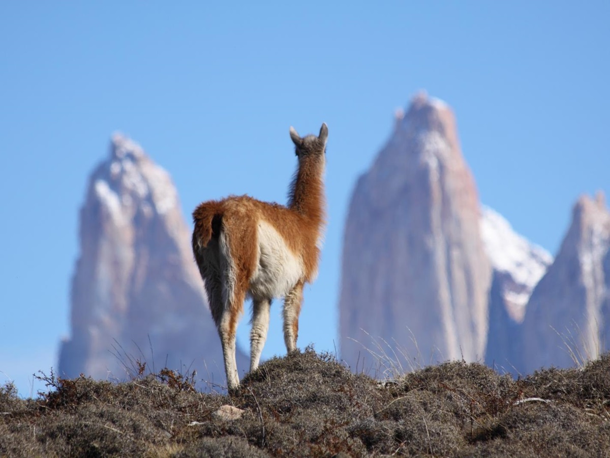 Alpaca overlooking Torres del Paine