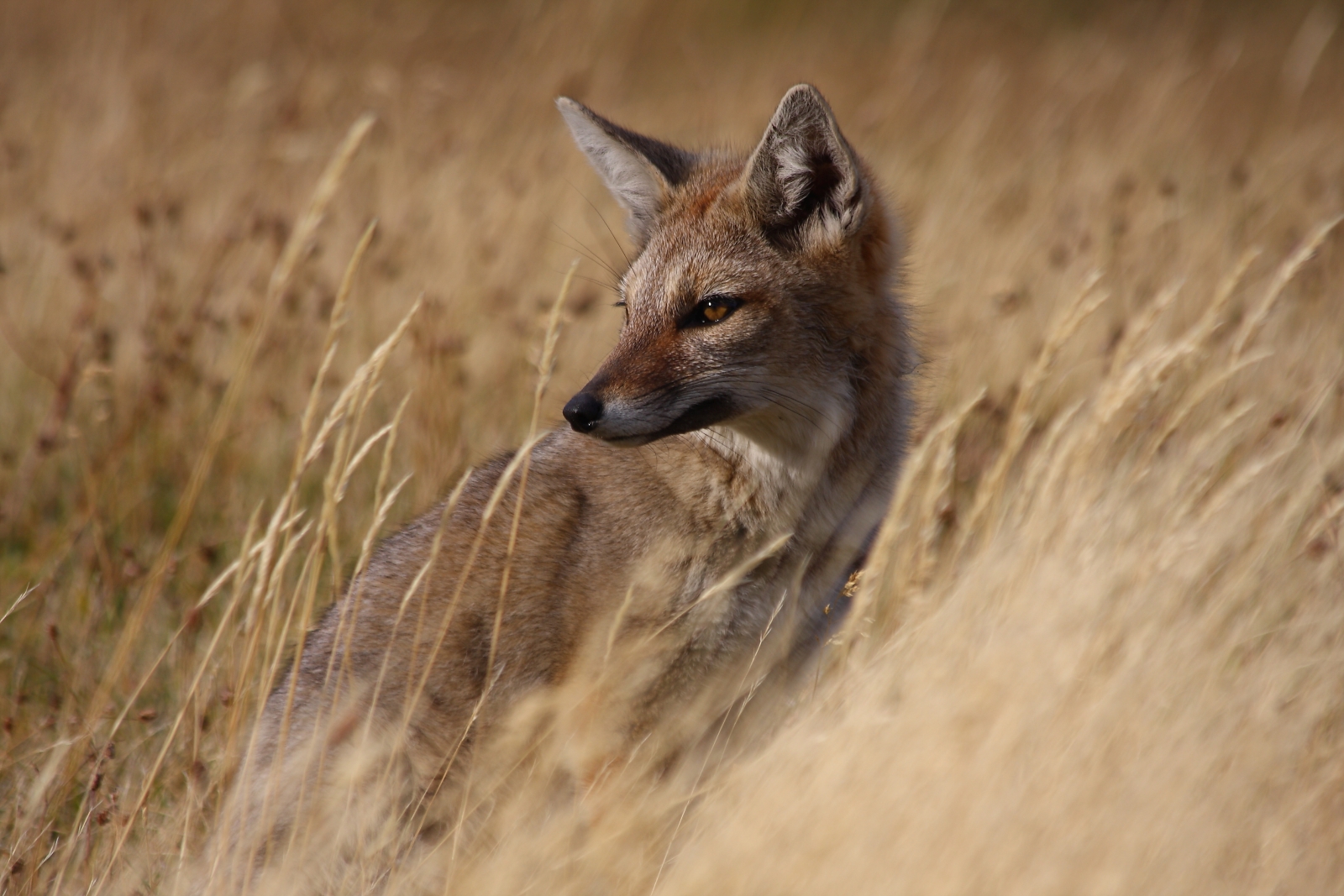 Fox hiding in long grass