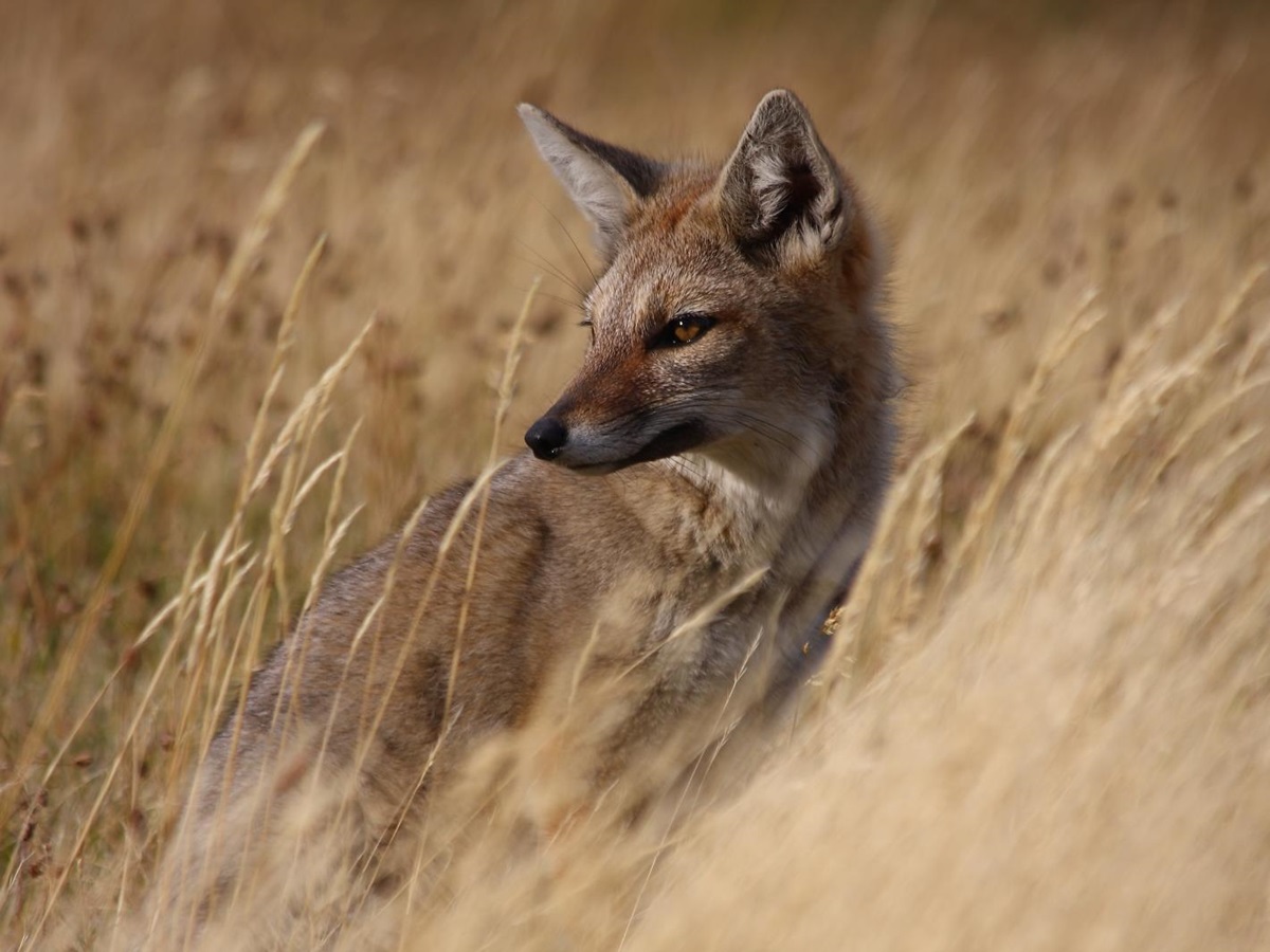 Fox hiding in long grass