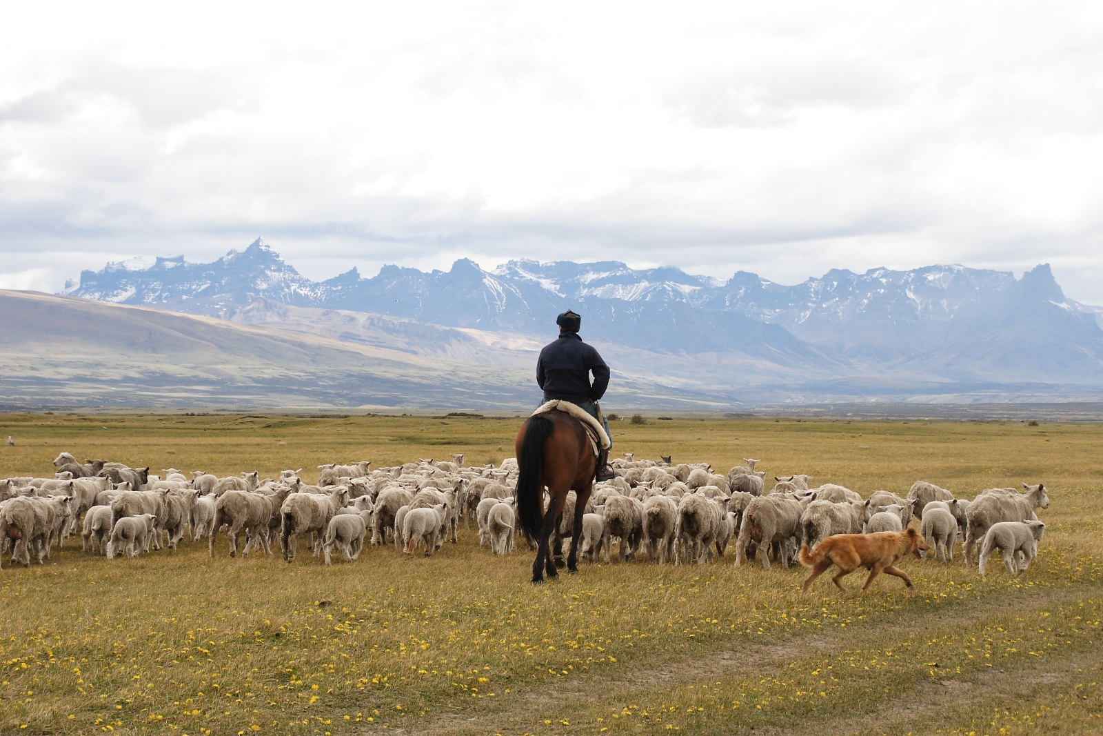 A rider herding sheep with the help of a dog