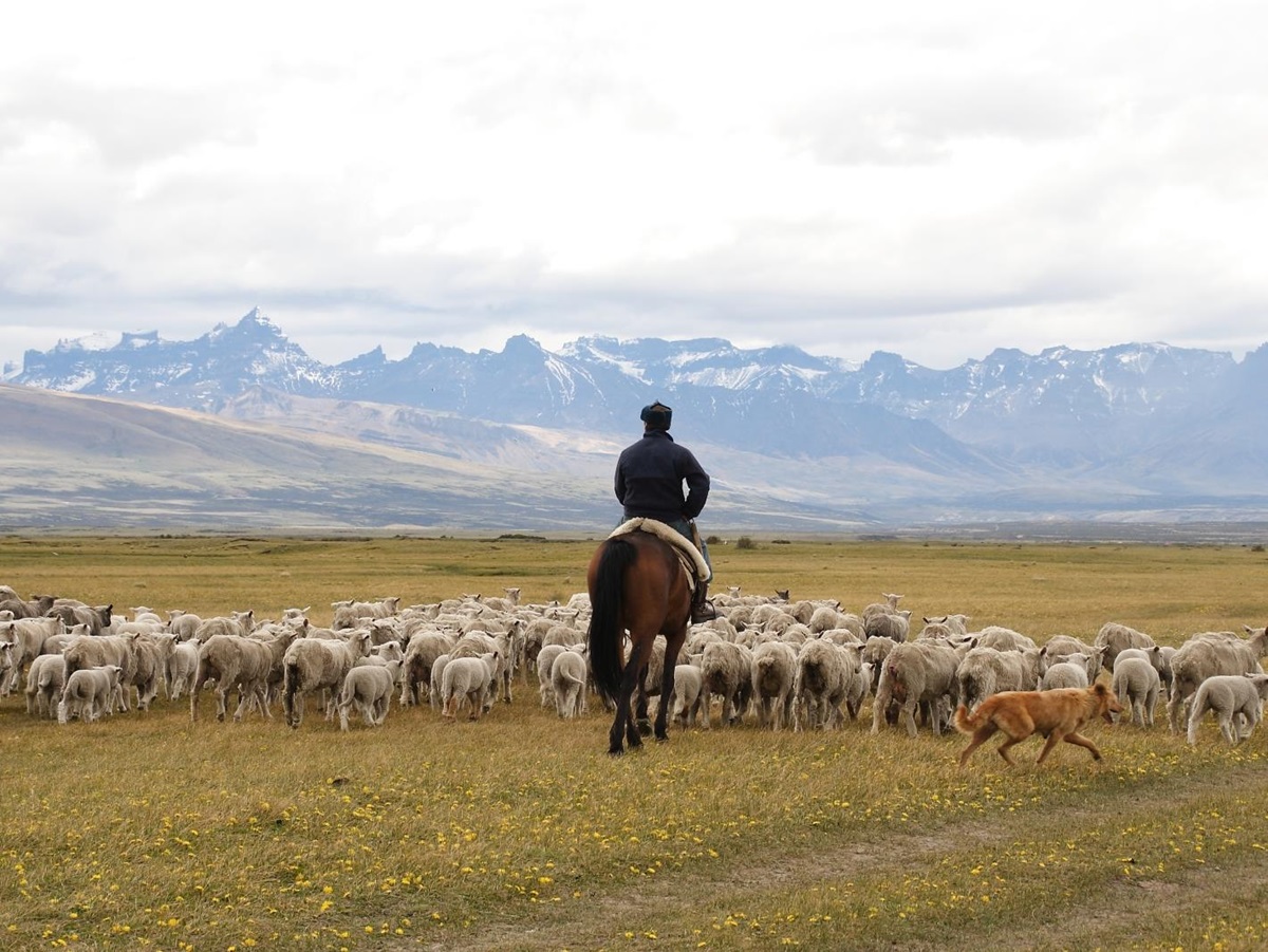 A rider herding sheep with the help of a dog
