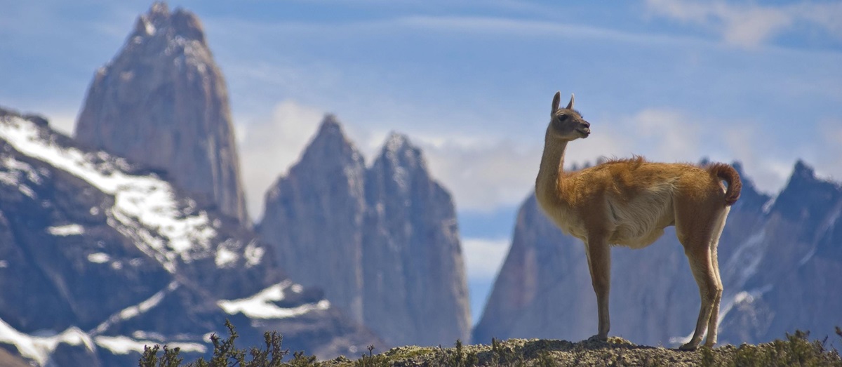 Lama in the mountains, Chile