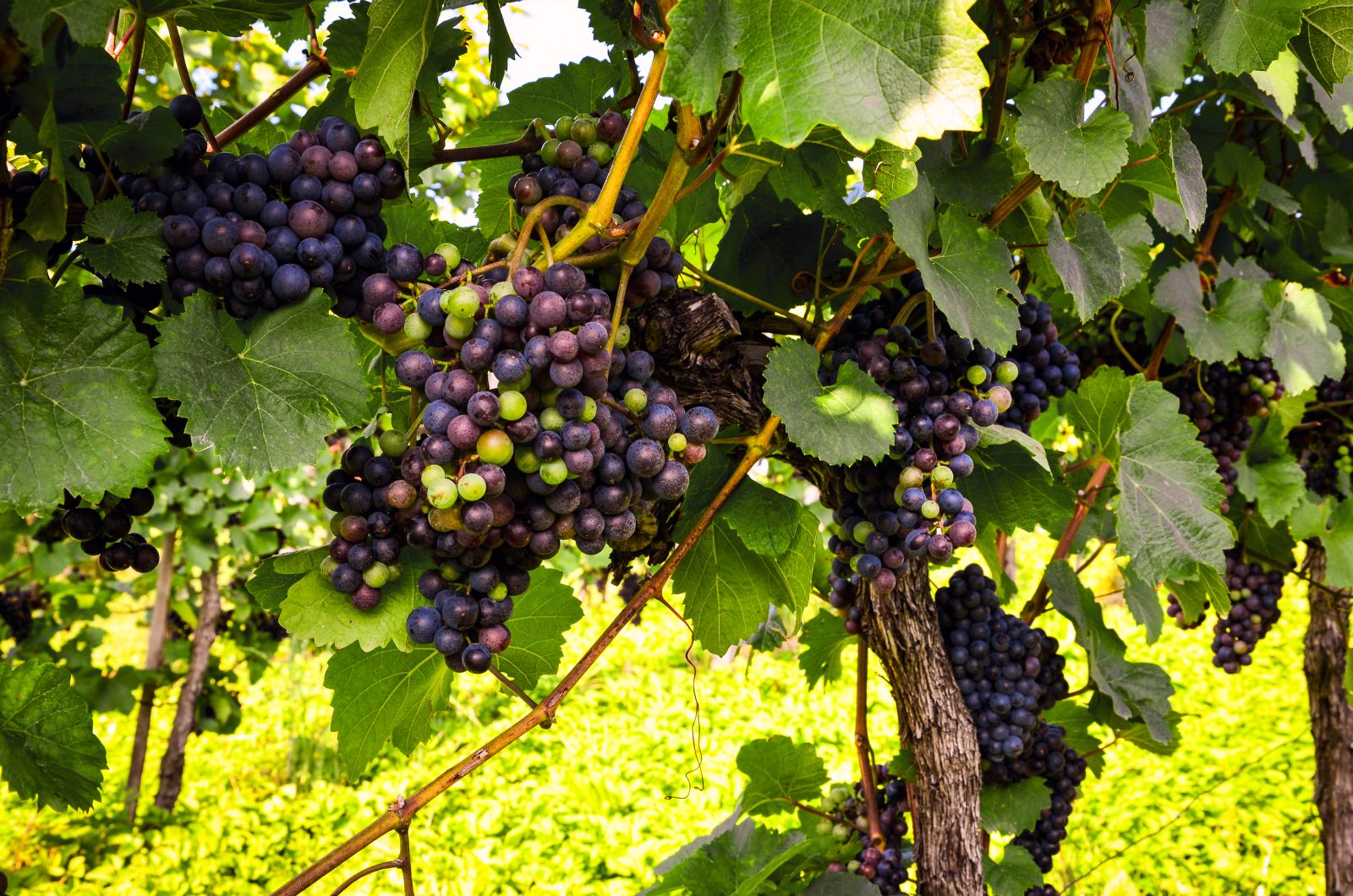 Red grapes almost ready to harvest at a vineyard in Chile