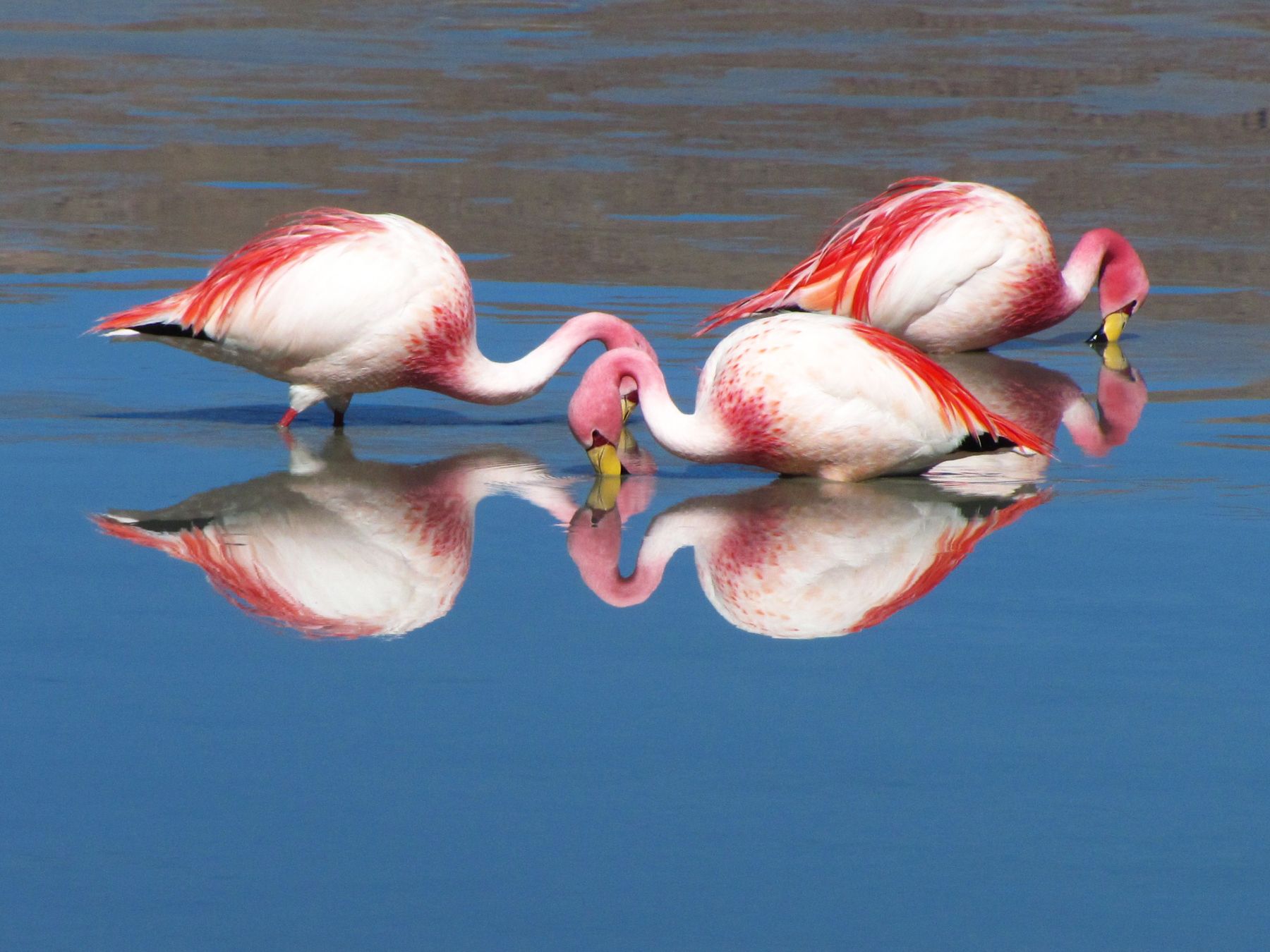 Three pink flamingos reflected in the waters of a lagoon in the Atacama Desert