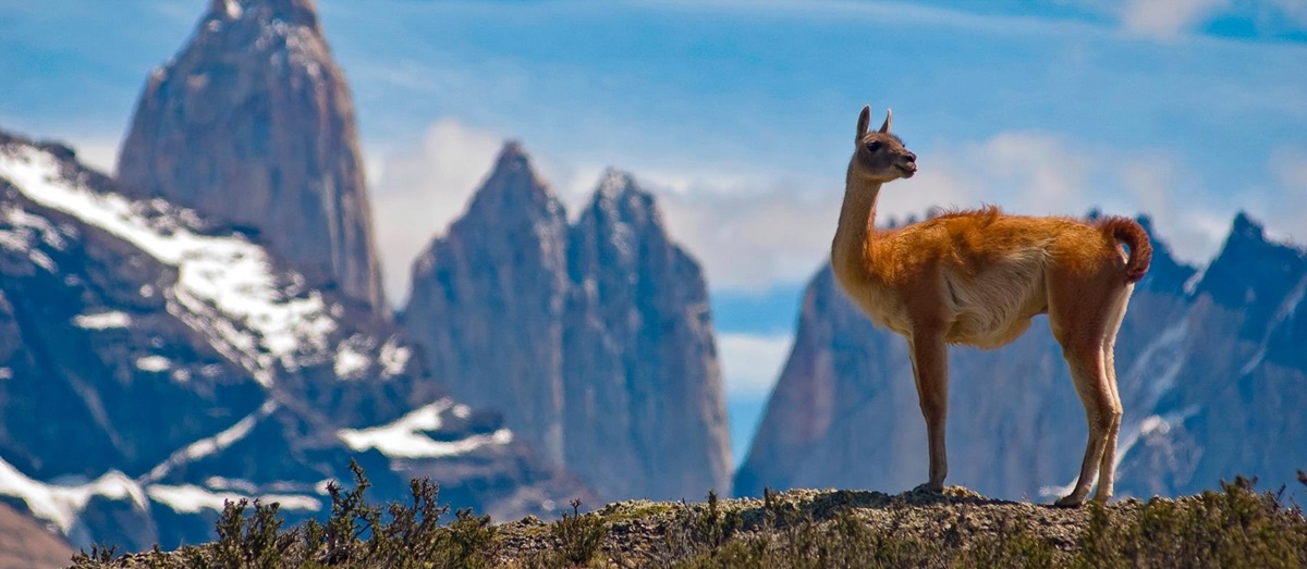 A guanaco in Patagonia