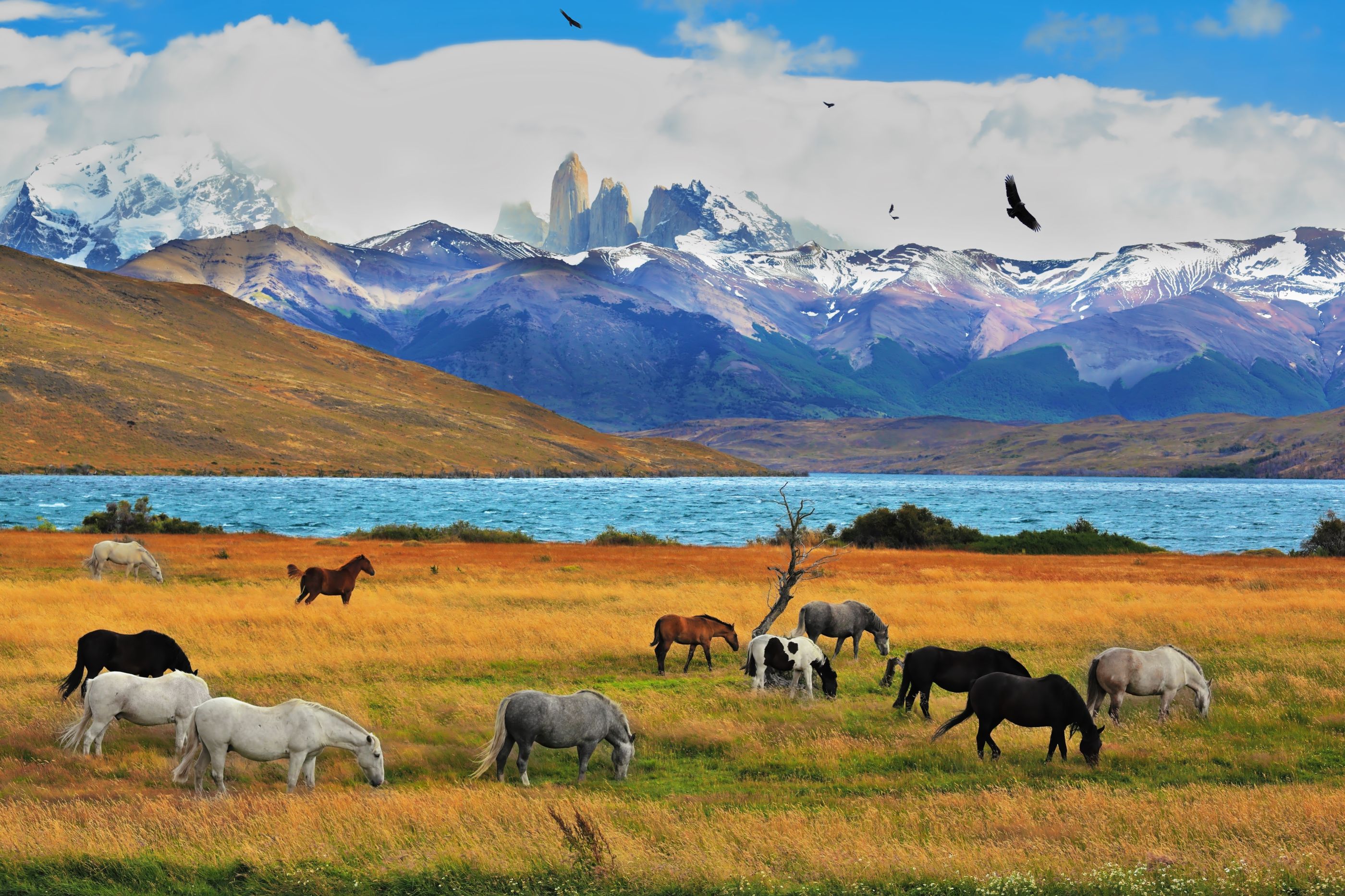 Horses grazing near Lake Laguna Azul in Torres del Paine, Chile