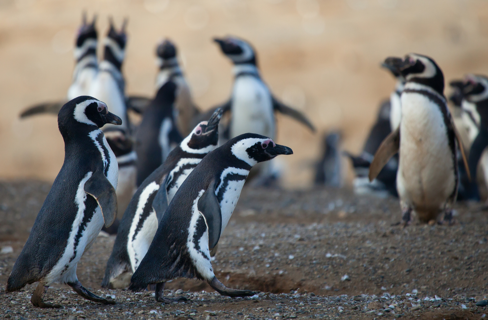 Magellanic penguins in Patagonia, Chile
